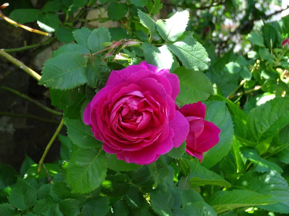 La Rosa Narcea, una antigua rosa española llamada a revolucionar la perfumería