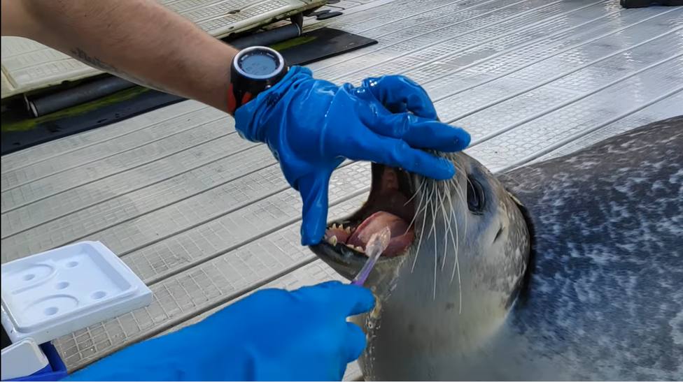 Cepillado de dientes a una foca del Aquarium de A Coruña