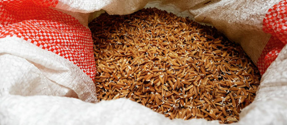 ¿Es tan perjudicial como parece el arsénico presente en el arroz?