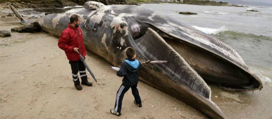 La ballena muerta en la playa de La Coruña. EFE