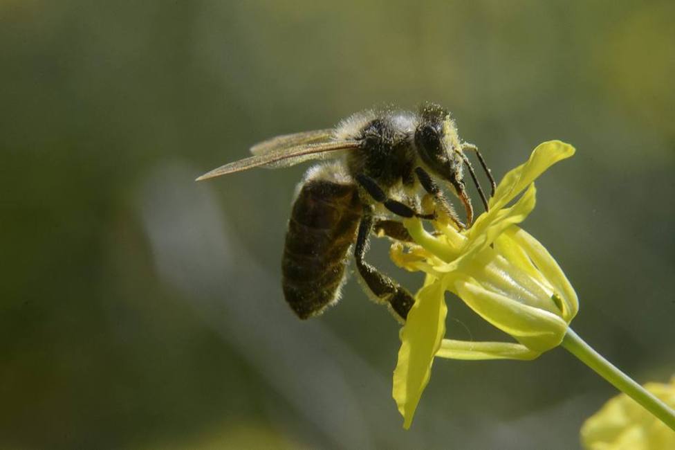 Fallece un septuagenario de As Nogais por la picadura de una abeja