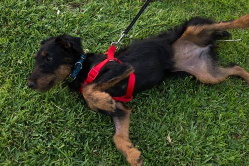 Juzgan al dueño de los nueve perros que murieron encerrados en un coche a 43 grados en Córdoba