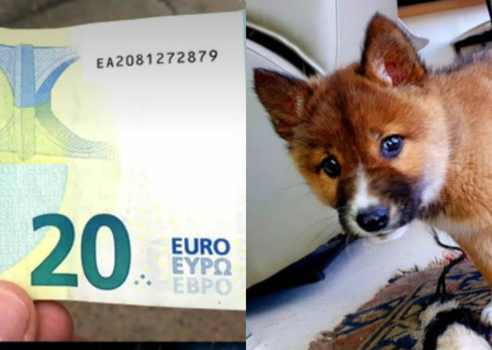 Un vecino que halla 20 euros y el perrito abandonado cuyo ADN sorprende a todos entre lo más leído del año