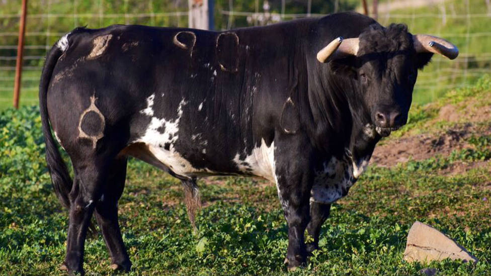 Uno de los toros de La Palmosilla previsto para lidiarse esta temporada de 2020