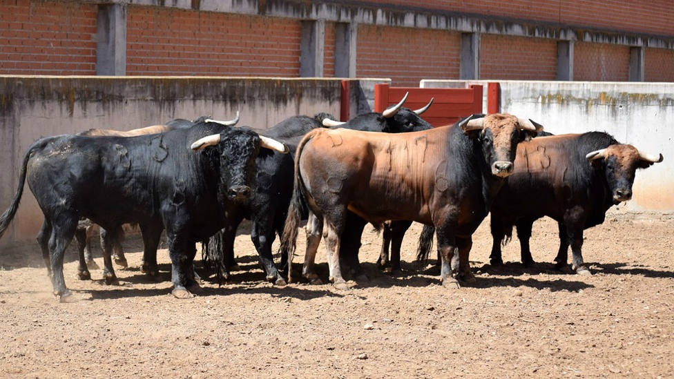 Nueve toros de Garcigrande ya han sido desembarcados y aprobados en la plaza de Alcalá de Henares