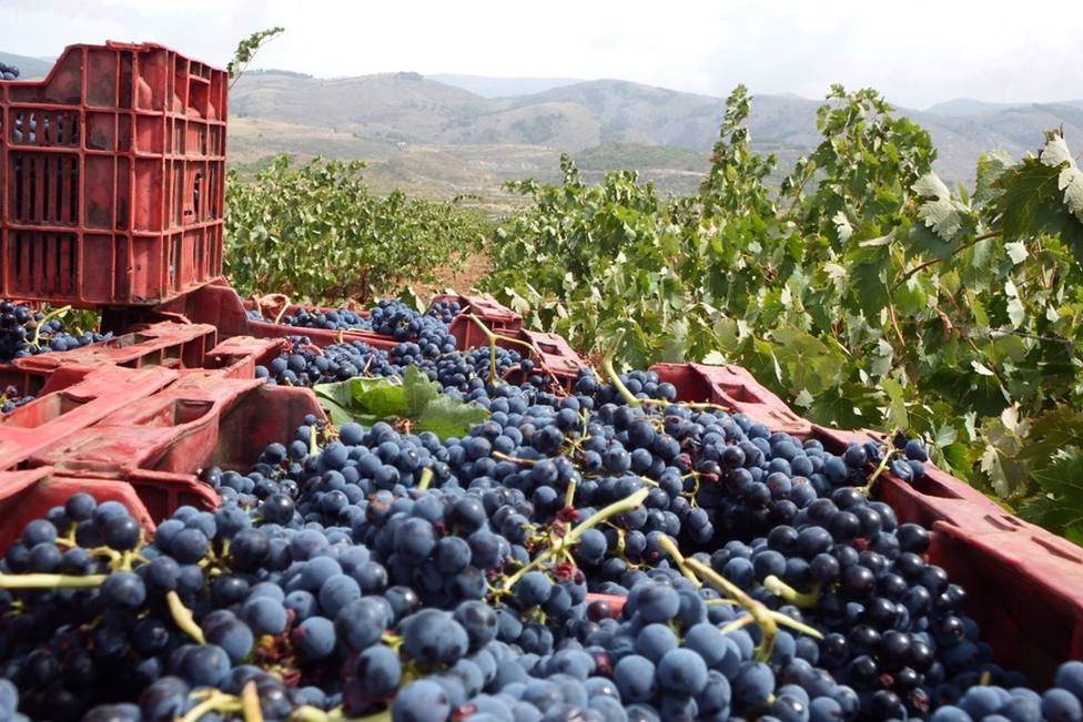 AlmerÃ­a.-La vendimia en la provincia concluye con un 40% mÃ¡s de producciÃ³n y buena calidad de uva, segÃºn productores