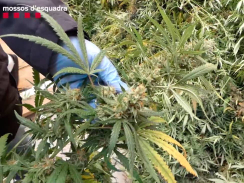 Cultivo de marihuana en el Tarragonès