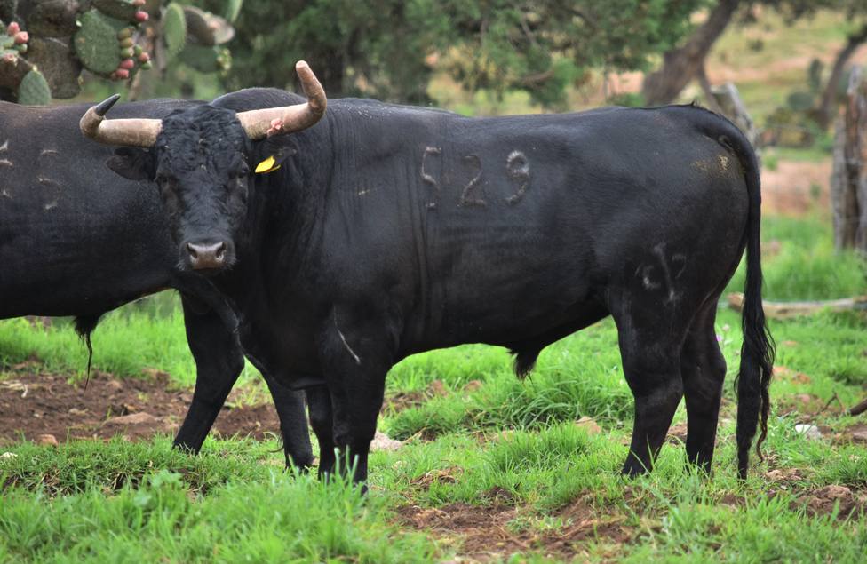 Un toro de lidia escapa de una ganadería y hiere a dos mujeres, una de ellas grave