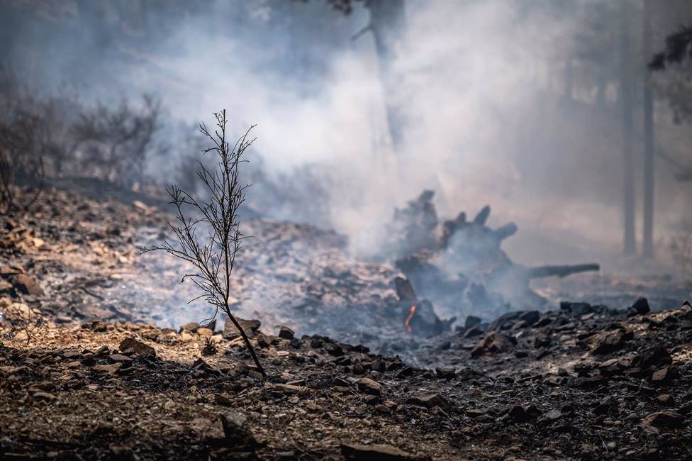 Debido a los incendios en 2021, Italia ha perdido 110.000 hectáreas