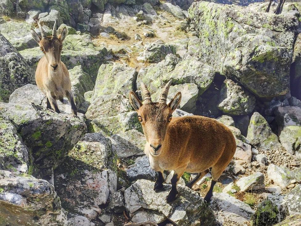 Ejemplares jóvenes de cabra montés en la Sierra de Guadarrama