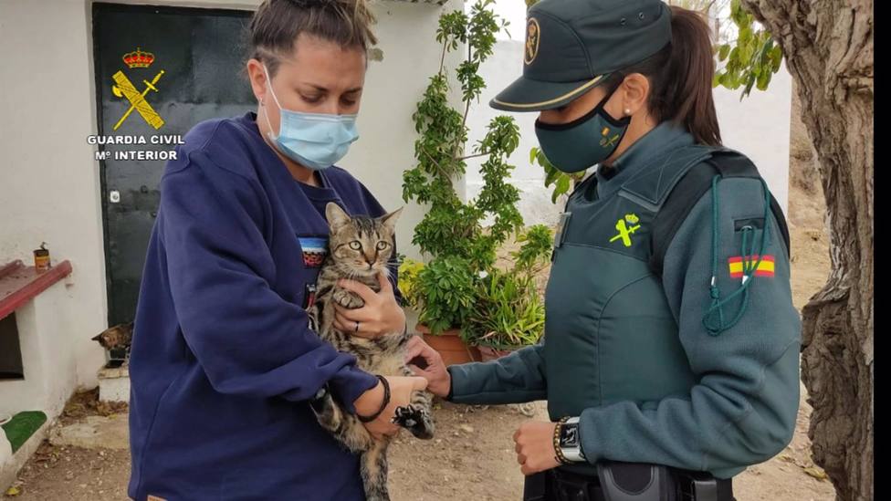 Investigan a un acusado de maltrato animal tras atrapar gatos con trampas lazo en Montilla