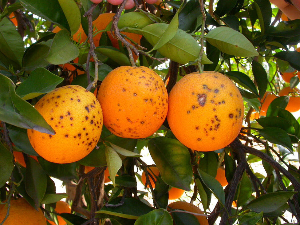 ctv-qmu-naranjas-con-plagas
