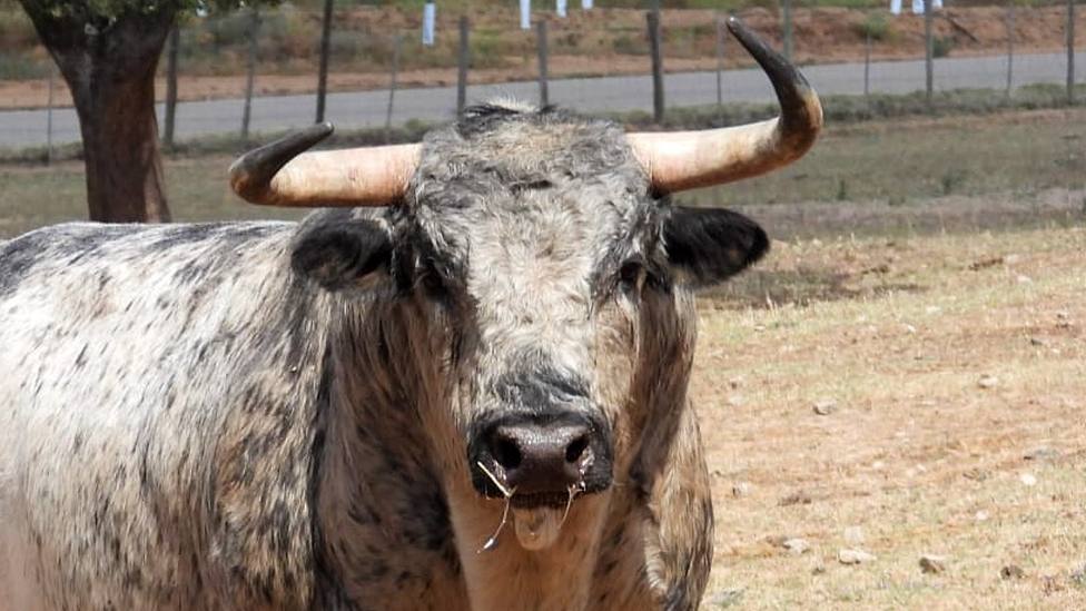 Uno de los toros de la ganadería de Sobral reseñados para la corrida de Colmenar de Oreja