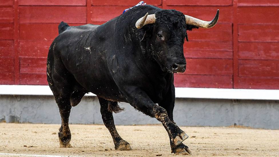 Contento de Santiago Domecq, el toro premiado por el Consejo General de Colegios Veterinarios de España