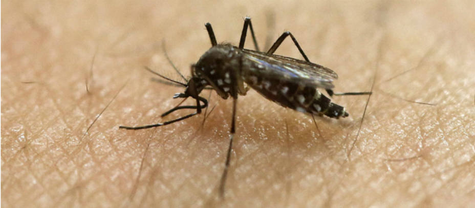 Un mosquito portador del virus Zika.