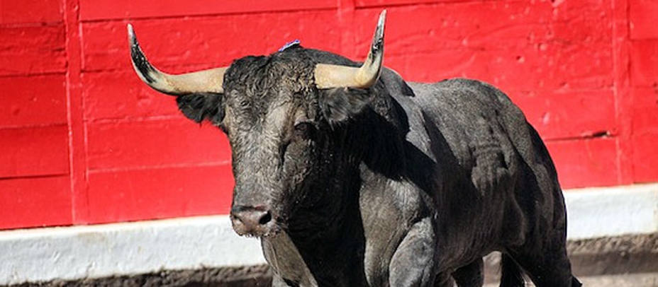 Toro de Victorino Martín lidiado en Bilbao en la Semana Grande 2012. CHOPERATOROS.COM