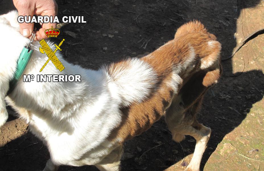 Investigado por el mal estado de sus 29 perros en Santisteban (Jaén)