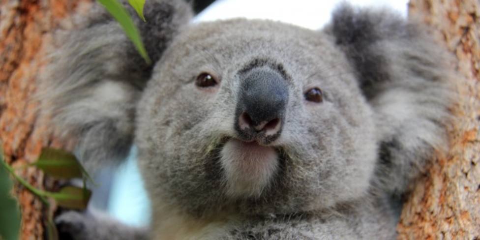 Unos 2.000 koalas han muerto durante los incendios forestales en Australia