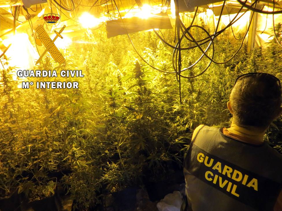 Localizan una plantación de marihuana con 400 plantas en un cortijo con difícil acceso en Berja