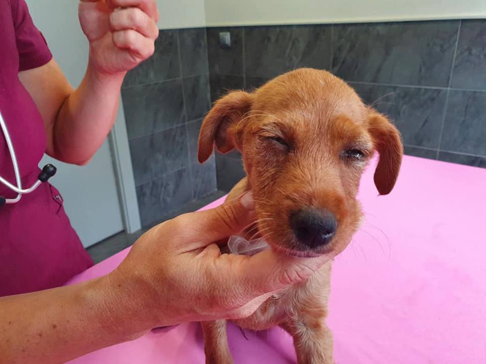 Red Ayuda Animal denuncia la brutal agresión a una cachorrita en Arnedo