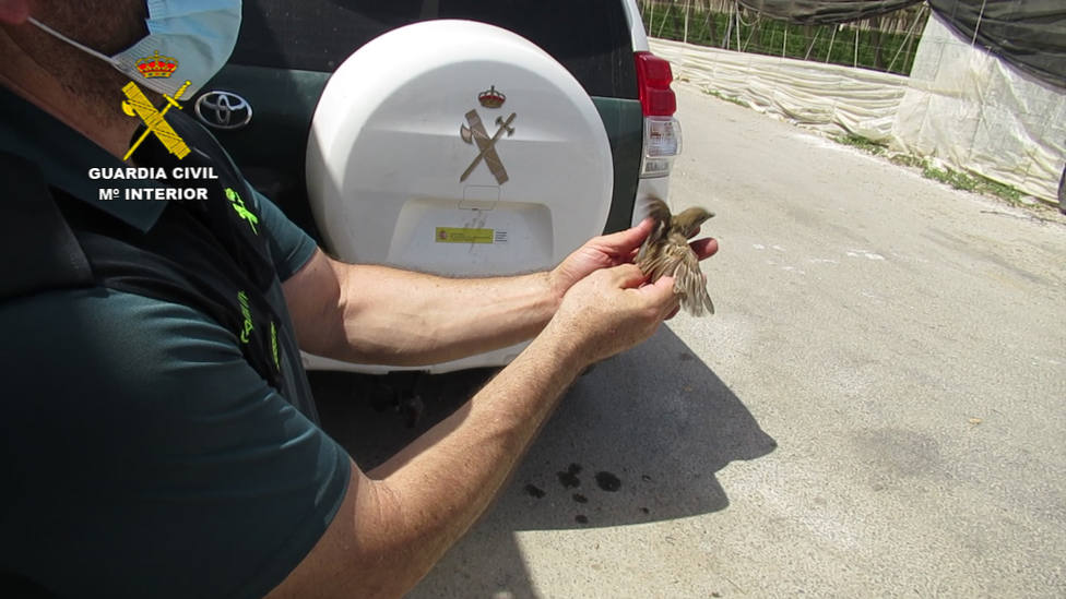 Investigan a tres personas por la captura no permitida de aves con redes invisibles en El Ejido