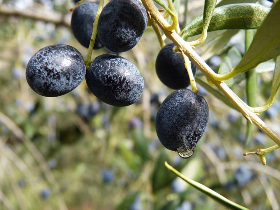 El olivar recibe cuantiosas ayudas europeas