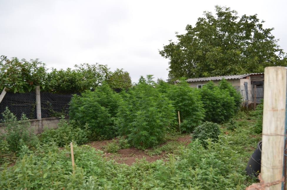 Plantación de marihuana en una vivienda particular