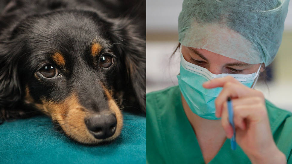 La emotiva reacción de un perro al volver a ver a su dueña enfermera que ha conmovido a todos