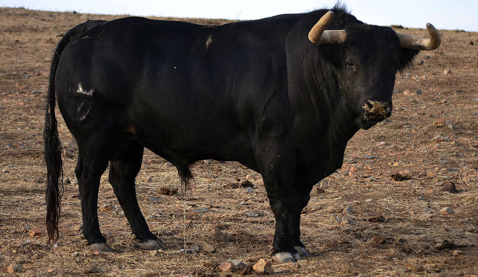 Uno de los toros de Juan Pedro Domecq reseñados para Jaén