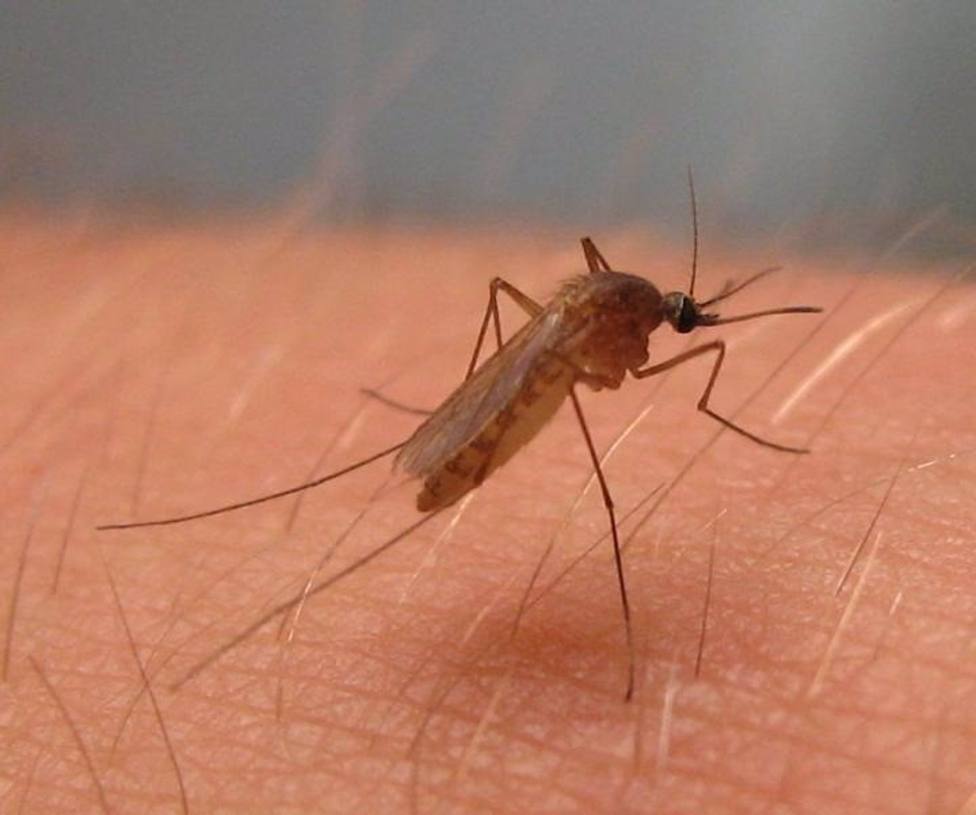 Mosquito trasmisor del virus del Nilo occidental. Foto: JOSEPH HOYT (Europa Press)