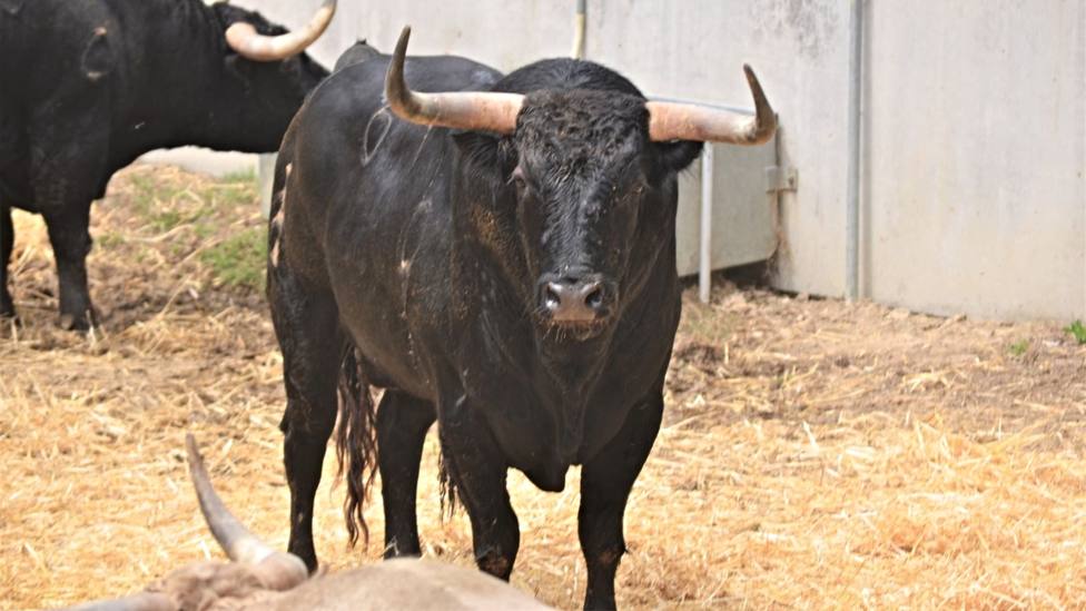 Uno de los toros de Fuente Ymbro lidiados en la Feria del Toro 2023 de Pamplona