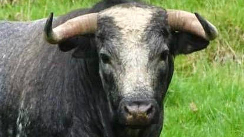 Uno de los toros de Salento que se lidiarán en la Feria de Cali 2023