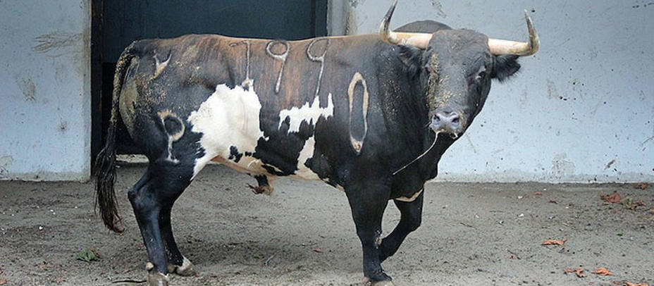 Uno de los toros de Alcurrucén lidiados el pasado lunes 18 en Bilbao. CHOPERATOROS.COM