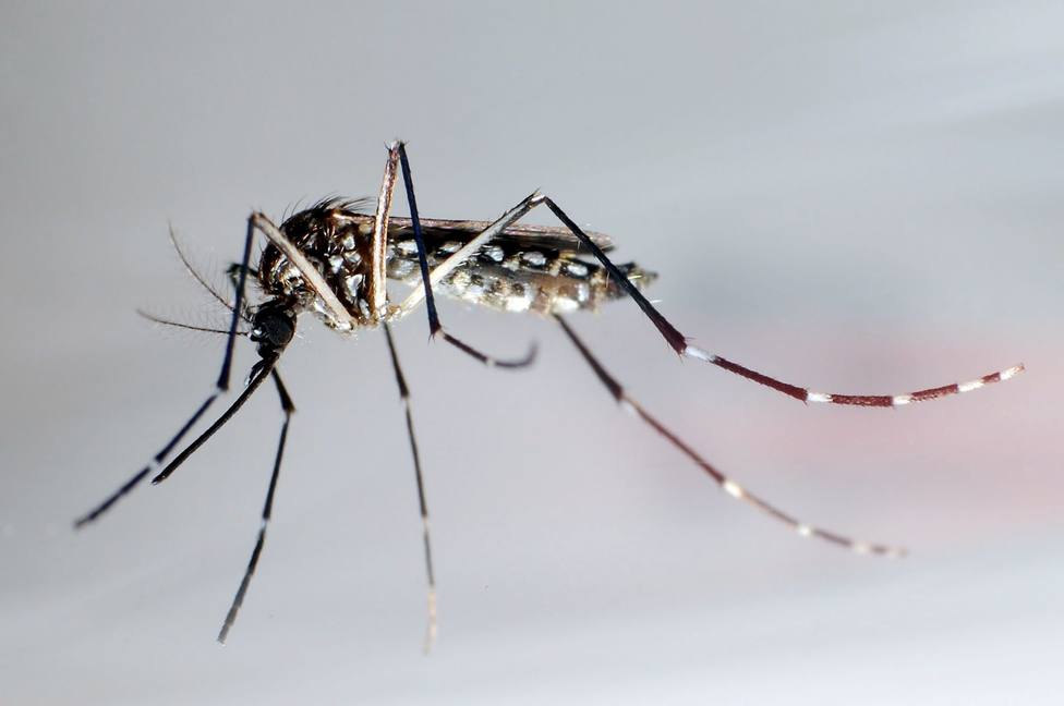 El dengue golpea Honduras con 80.000 casos en la peor epidemia de los últimos 50 años