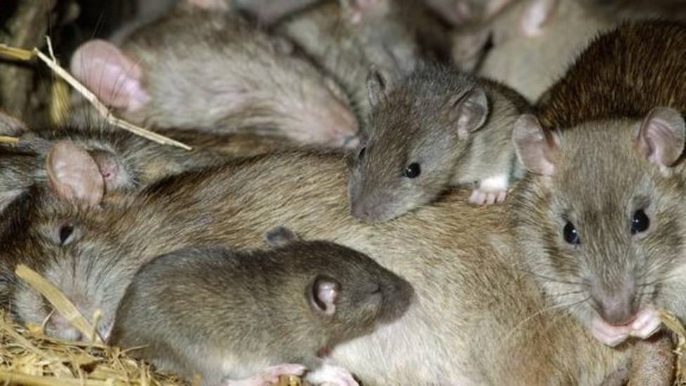 UU.AA critica que la Xunta no inicie medidas para erradicar la plaga de ratas en Lugo