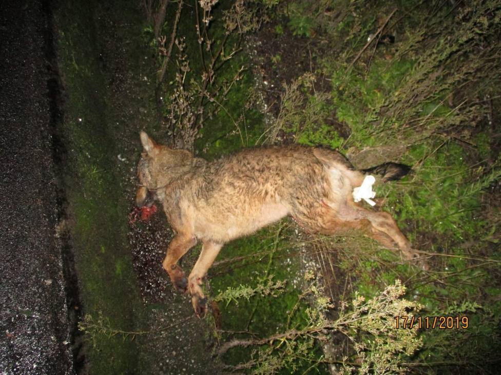El atropello de un lobo en Cervo lleva a los animalistas pedir pasos de fauna silvestre
