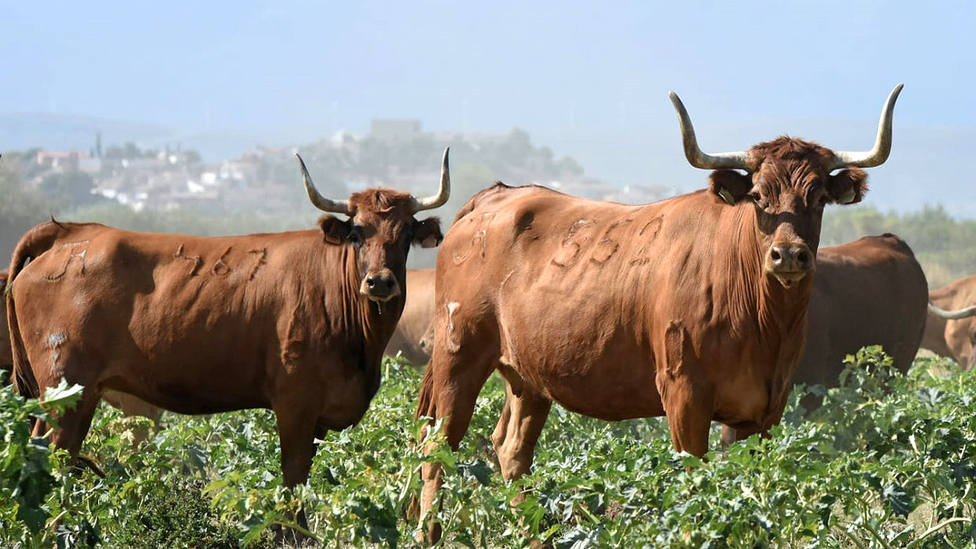 Vacas de la ganadería de Arriazu pastando en su finca navarra