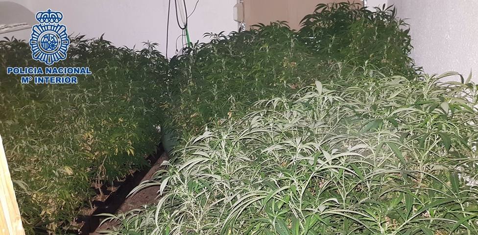 Granada.- Sucesos.- Incautan 710 plantas de marihuana en dos pisos del ZaidÃ­n y detienen a un presunto responsable