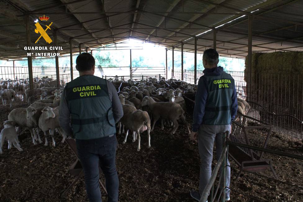 Cuatro detenidos por la supuesta comisión de delitos relacionados con la estafa en la compra-venta de ganado