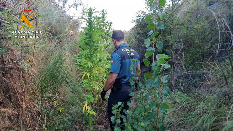 La colaboración ciudadana permite desmantelar una plantación de marihuana en la localidad riojana de Préjano