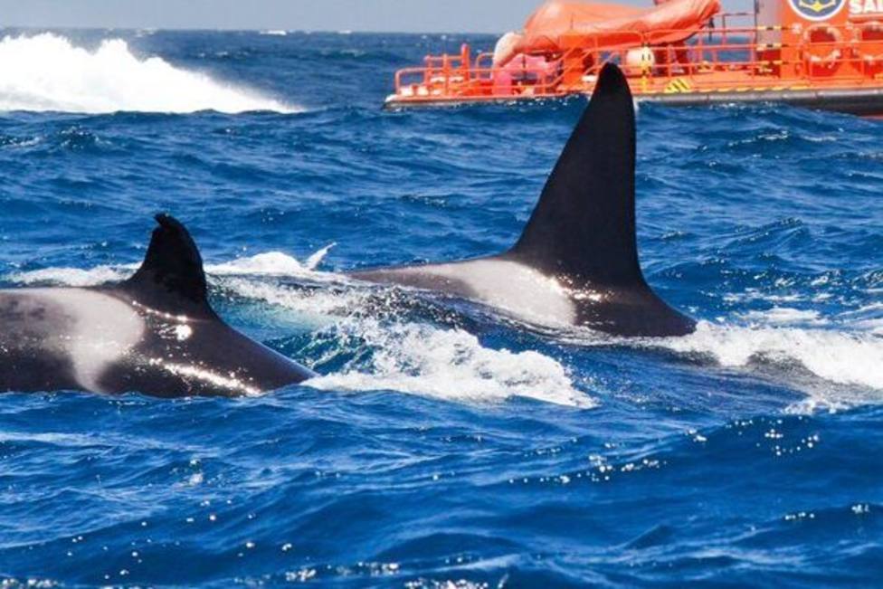 Las Orcas atacan a un velero en aguas de Barbate (Cádiz)
