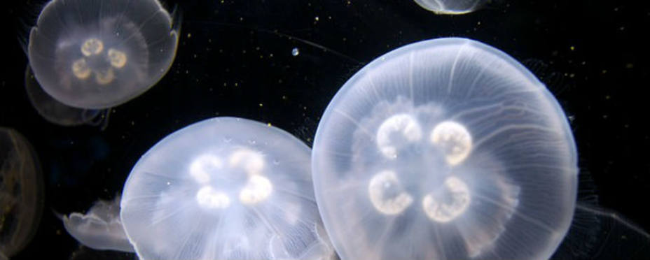 Las medusas, los principales enemigos en el verano