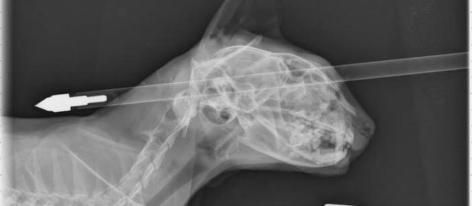 Radiografía del gato con la flecha en la cabeza. EFE