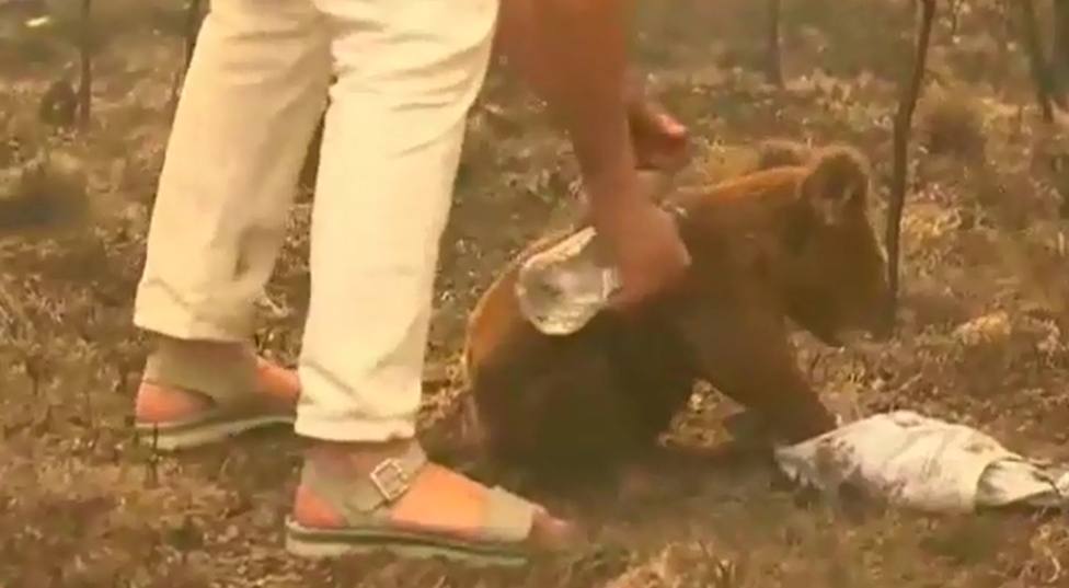La increíble hazaña de una mujer con la que ha logrado salvar a un koala de las llamas