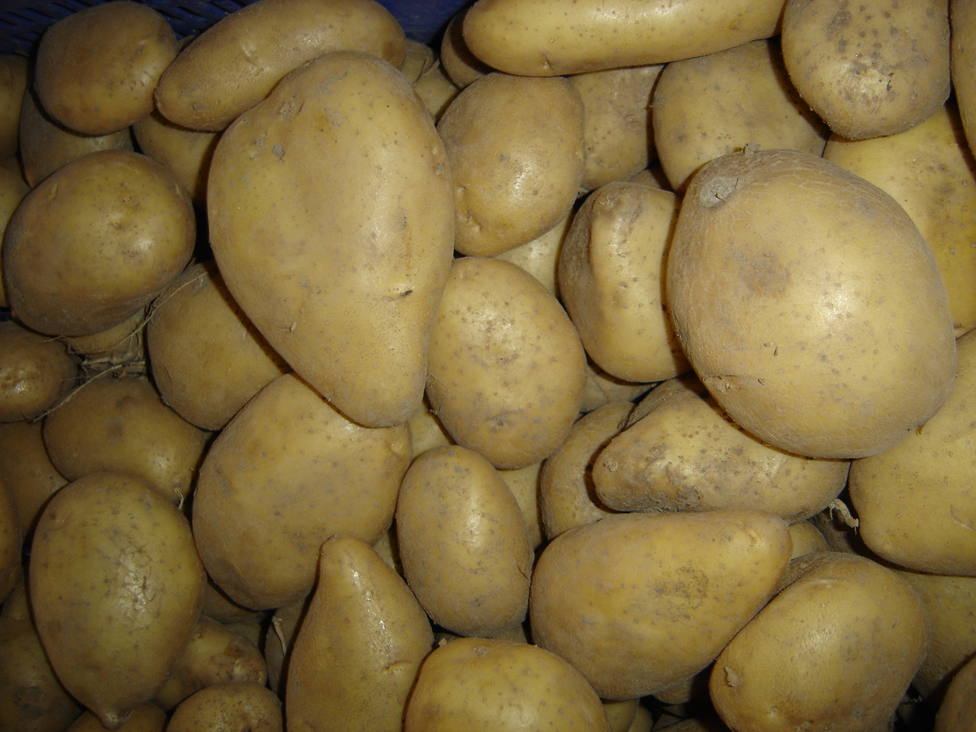Patatas de la Vega Baja (Asaja Alicante)