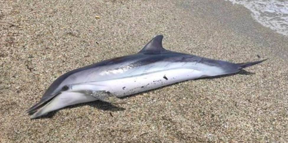 Aparecen dos delfines muertos en la playa de Gavà