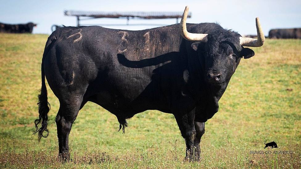 Uno de los toros de Los Bayones reseñados para haberse lidiado este domingo en Las Ventas