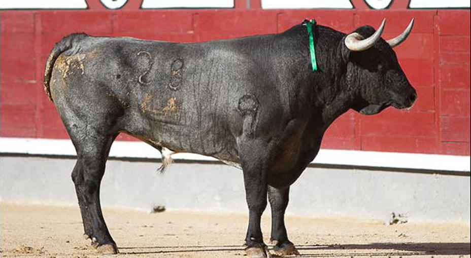 Zahonero, el destacado y premiado toro de Miura lidiado en el San Isidro de 2014. LAS-VENTAS.COM