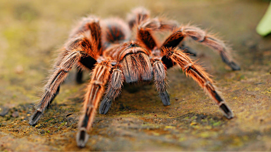 Muere a los 43 años la araña considerada más vieja del mundo