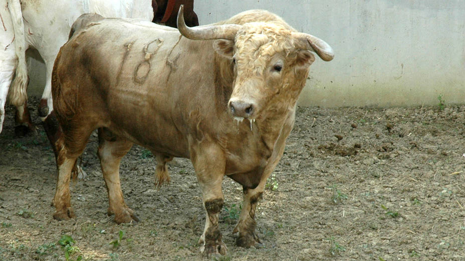Uno de los toros de Núñez del Cuvillo que se lidiarán en Pamplona